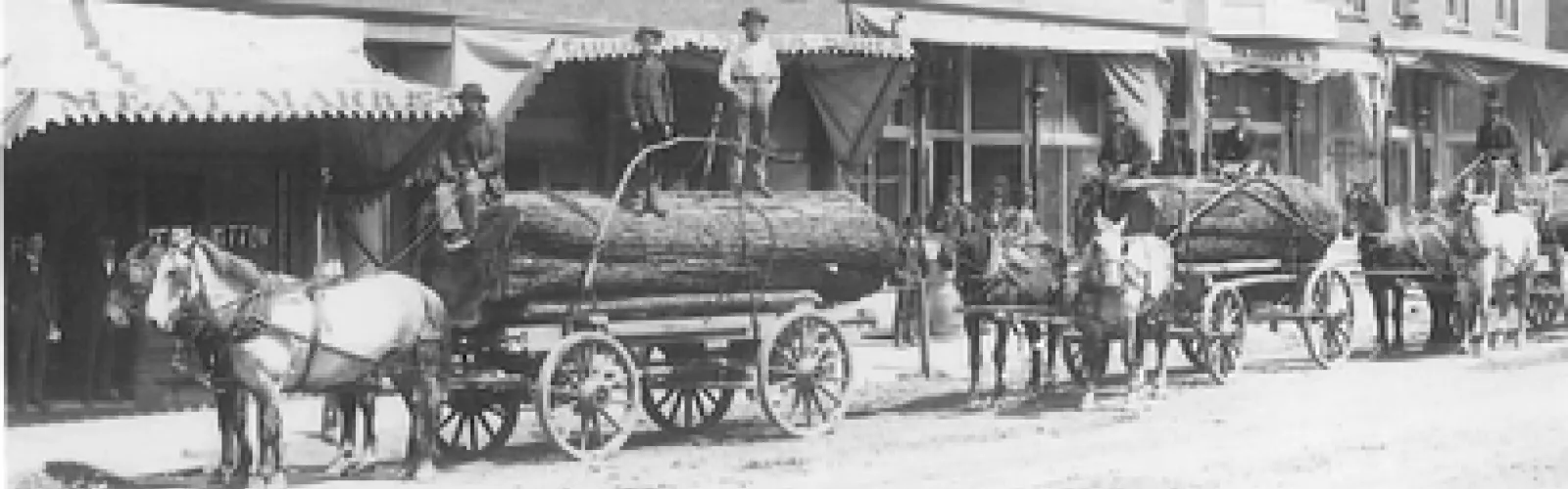 Black and white photograph of horses pulling wagons loaded with large logs with men in 1800's clothes near by